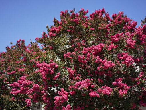 LOLA JAMES HARPER의 'The First Morning of Spring' 캔들 제품이 봄 분위기의 배경과 함께 놓여 있는 사진.